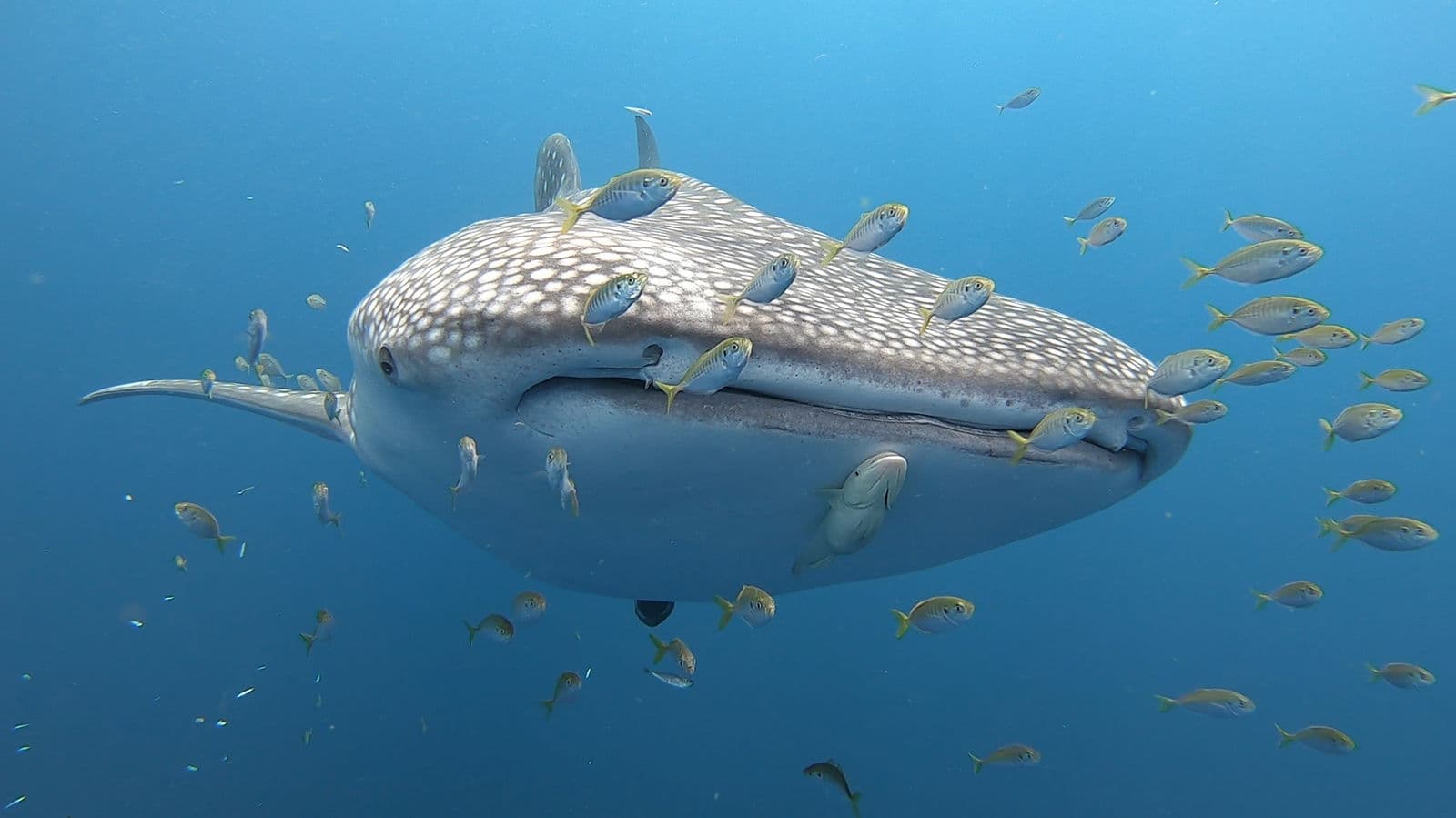 Whale Sharks of Cenderawasih Bay