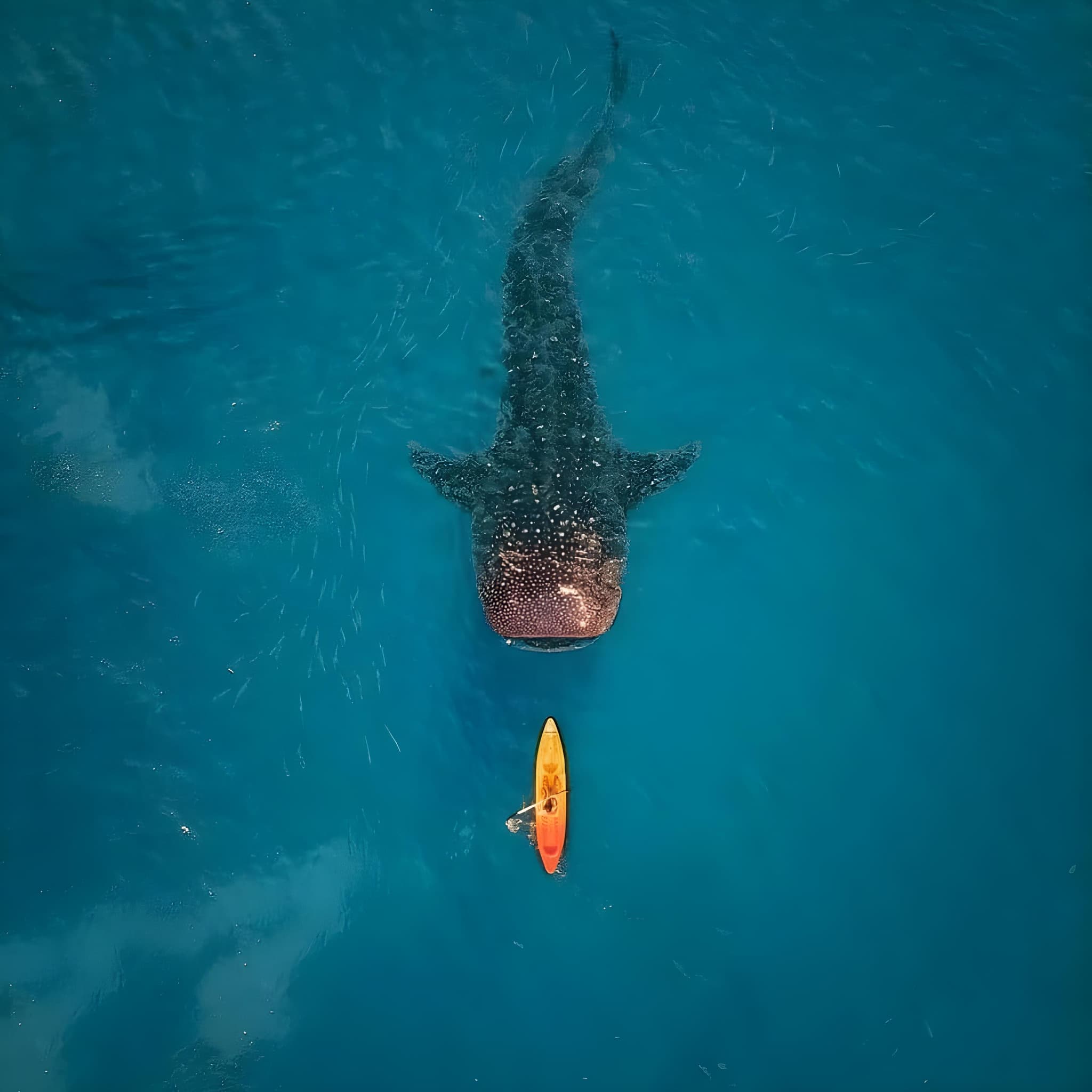 Kwatisore, Cenderawasih Bay, Papua