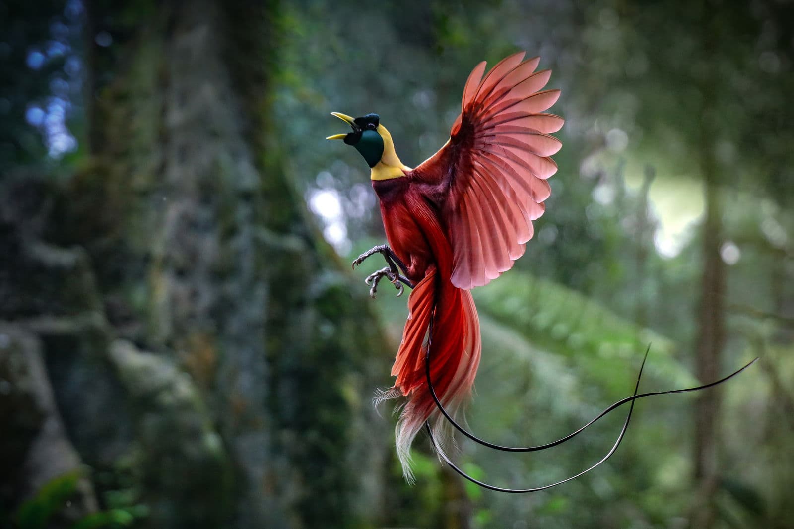 Pulau Roon, Cenderawasih Bay, Papua